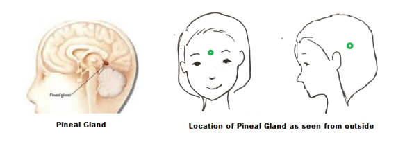 7 location of pineal gland